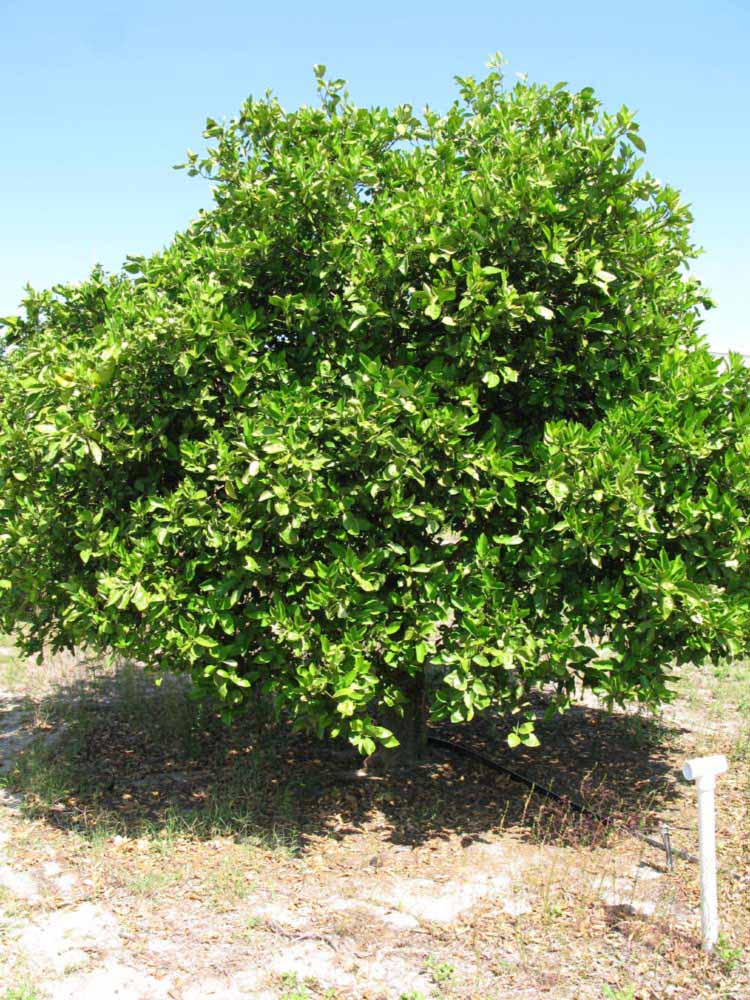            Habit (Winter Haven, FL)   